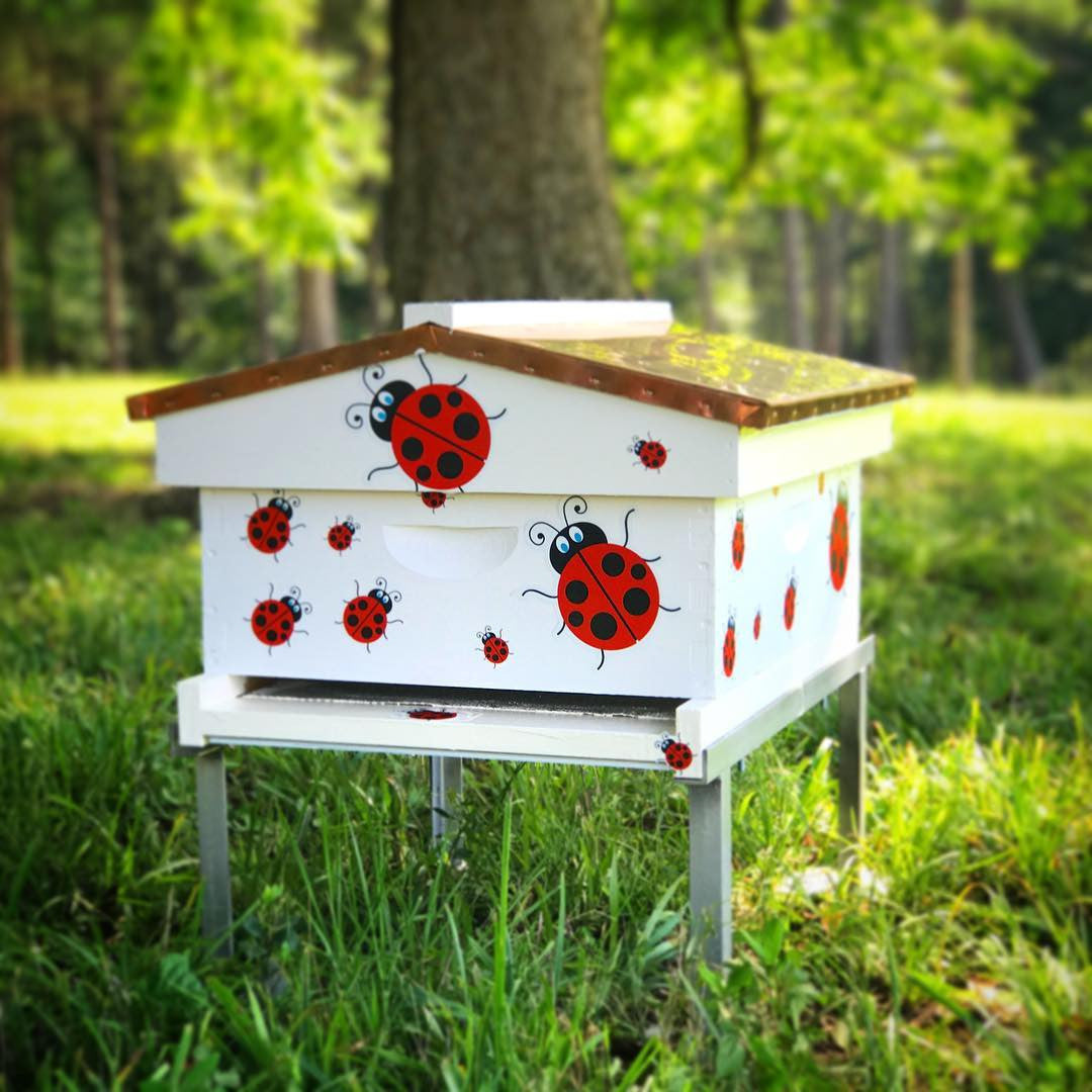 Lady Bug Decal Kit
